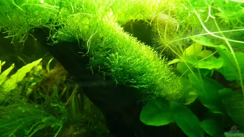 Aquarium Naturaquarium von gcs (8)