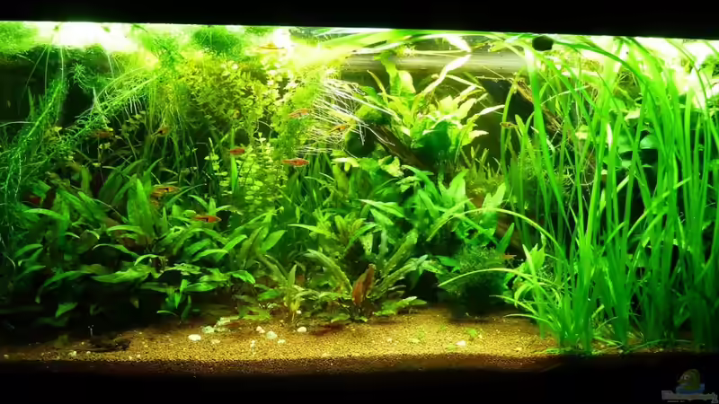 Aquarium Naturaquarium von gcs (9)
