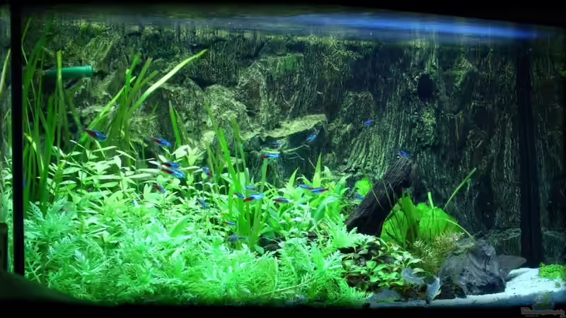 Aquarium Naturaquarium von Nico (11)