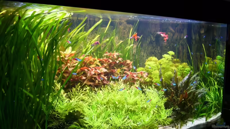 Aquarium Naturaquarium von Nico (16)