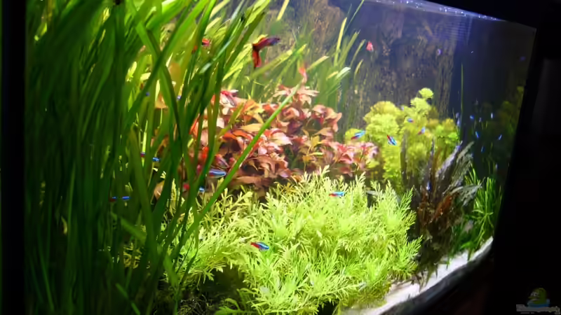 Aquarium Naturaquarium von Nico (17)
