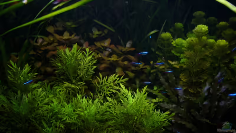 Aquarium Naturaquarium von Nico (24)