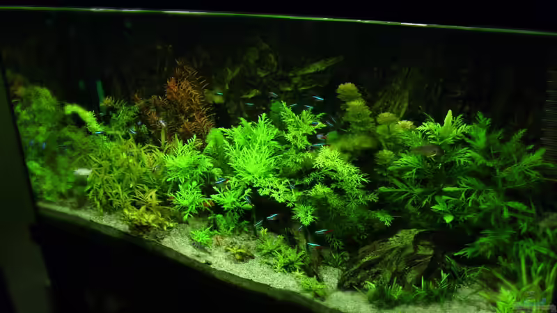 Aquarium Naturaquarium von Nico (5)