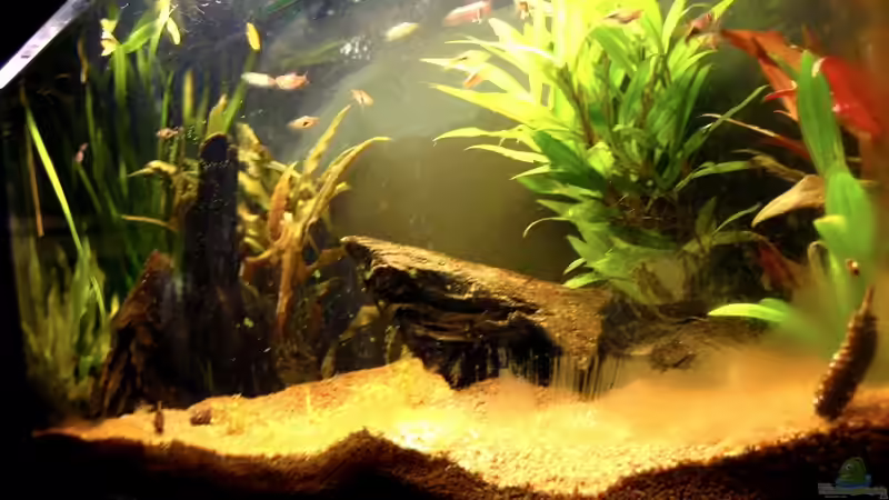 Aquarium Naturbecken von swoosh (2)