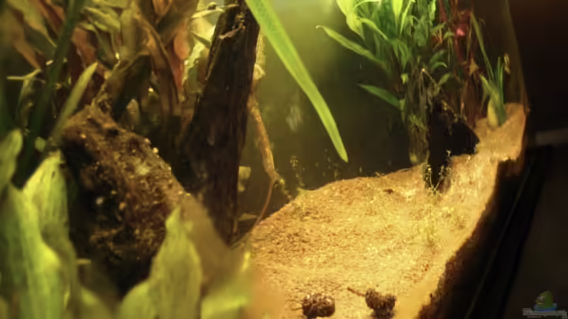 Aquarium Naturbecken von swoosh (3)