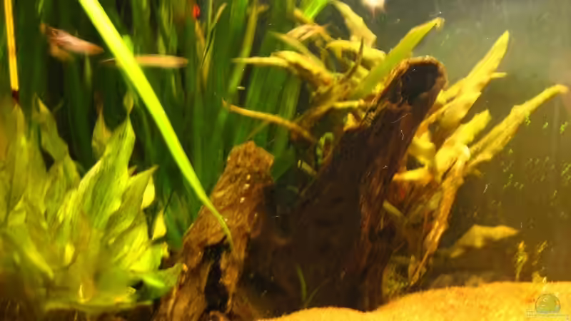 Aquarium Naturbecken von swoosh (4)