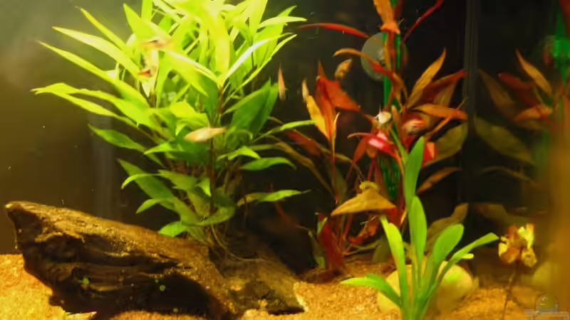 Aquarium Naturbecken von swoosh (5)