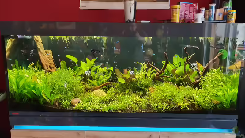 Aquarium NATURE 2019 von Ronny Jacob (2)