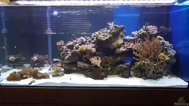 Aquarium Nautilus von Kai Heermann (12)