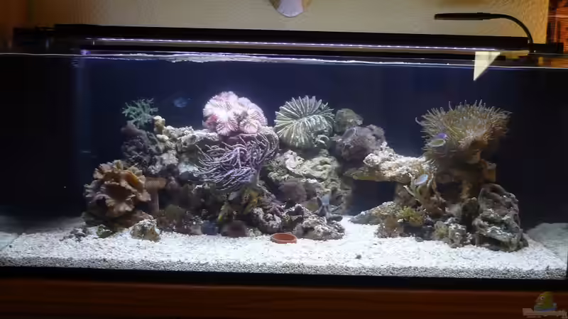 Aquarium Nautilus von Red ( Jürgen ) (10)