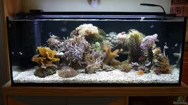 Aquarium Nautilus von Red ( Jürgen ) (11)