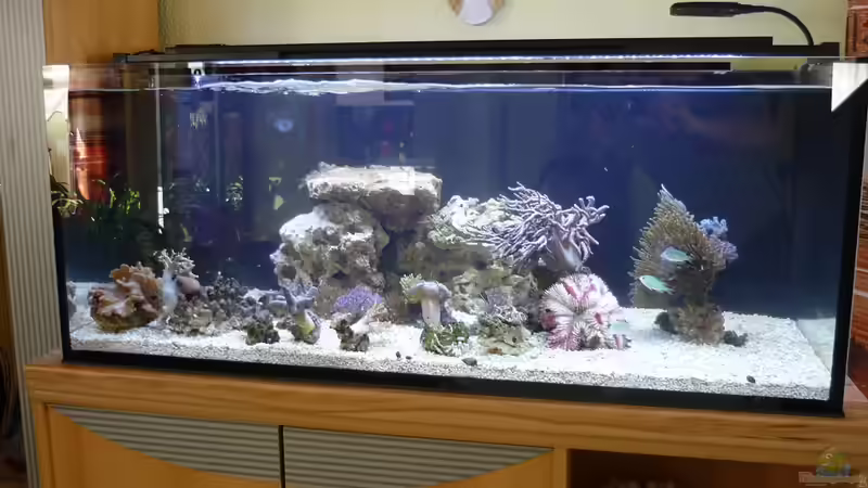 Aquarium Nautilus von Red ( Jürgen ) (6)