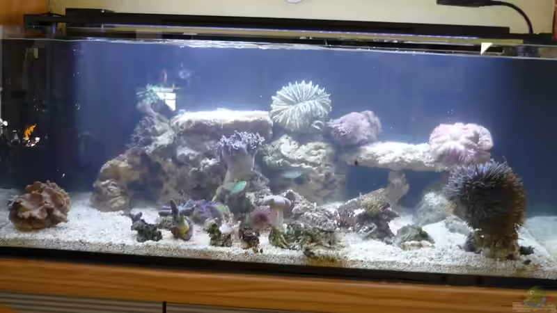 Aquarium Nautilus von Red ( Jürgen ) (7)