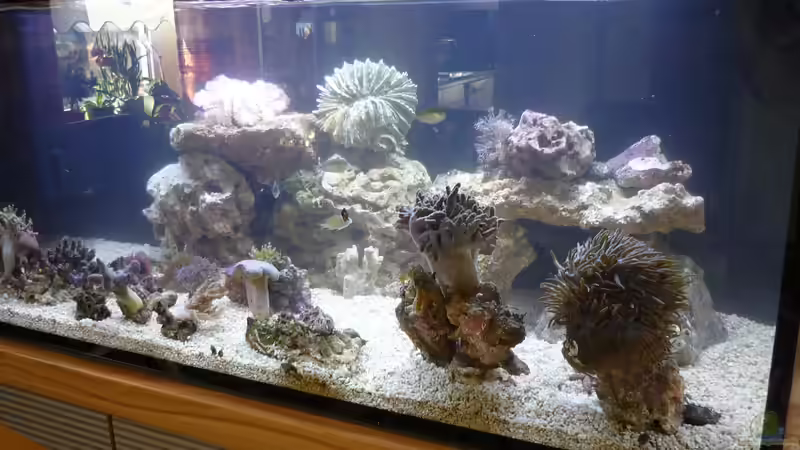 Aquarium Nautilus von Red ( Jürgen ) (8)