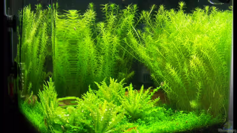 Aquarium NC20-01 von Tamura (2)