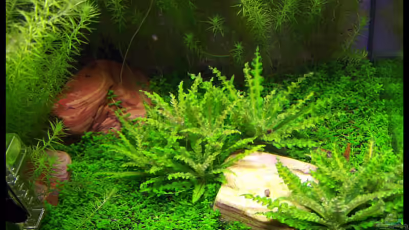 Aquarium NC20-01 von Tamura (3)