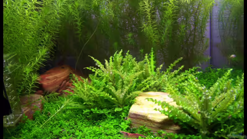 Aquarium NC20-01 von Tamura (4)