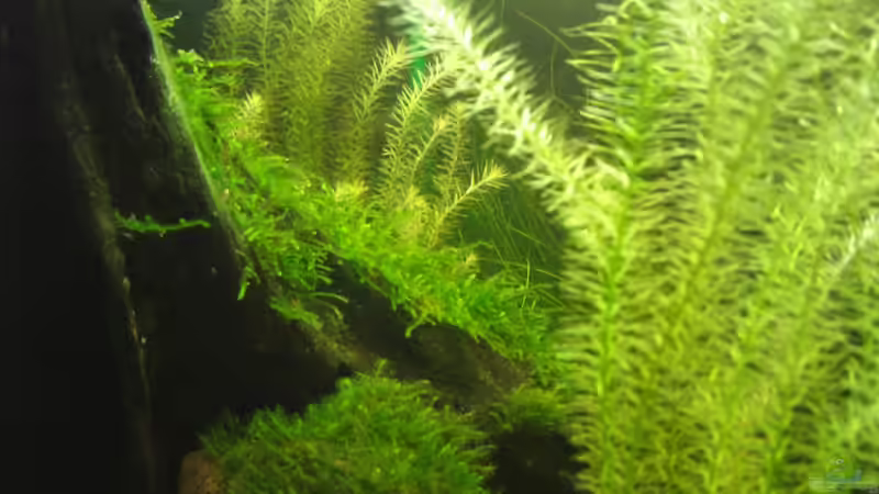 Aquarium Nelenbecken von Arne (3)