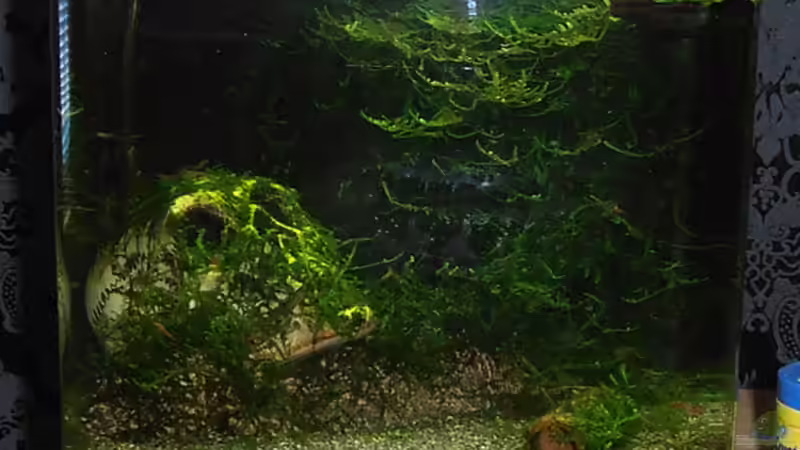 Aquarium Neocaridina heteropoda (25l) von RaykoM (2)