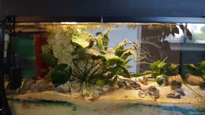 Aquarium Neolamprologus Multifasciatus von Raphi (2)