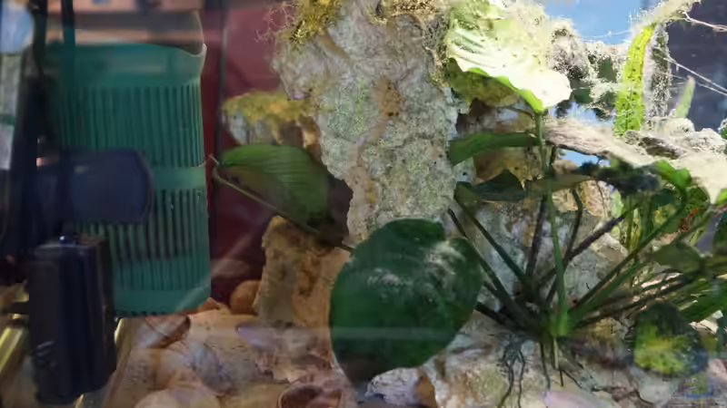 Aquarium Neolamprologus Multifasciatus von Raphi (3)