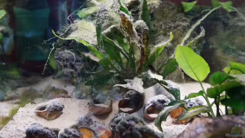 Aquarium Neolamprologus Multifasciatus von Raphi (4)