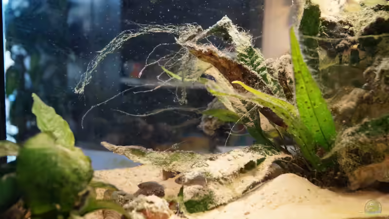 Aquarium Neolamprologus Multifasciatus von Raphi (5)