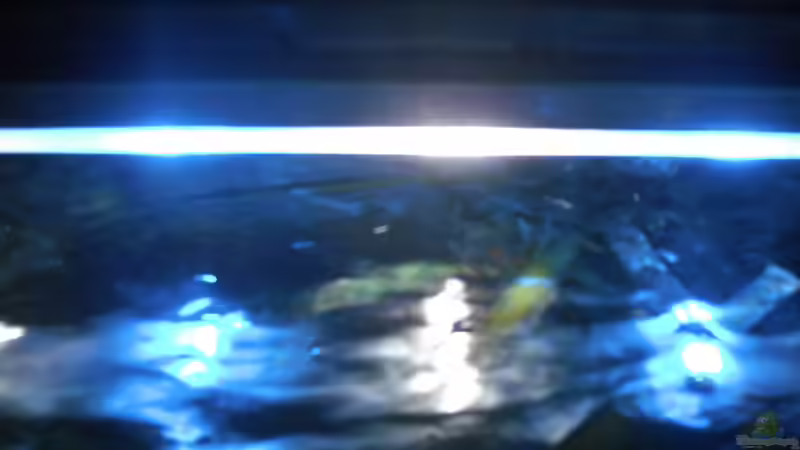 Aquarium Neolamprologus multifasciatus von Vision (3)