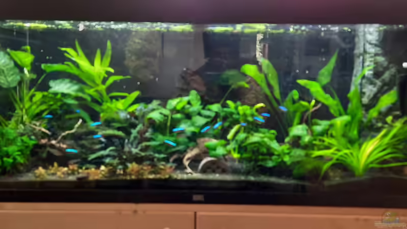 Aquarium Neon von Antschi (6)