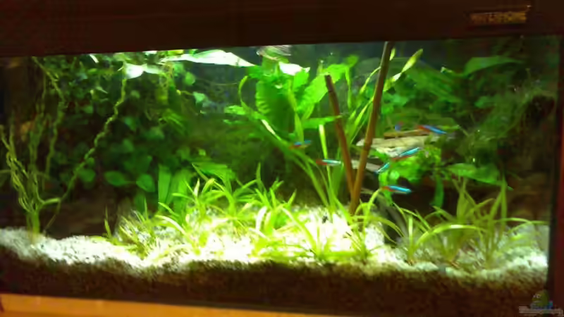 Aquarium Neon`s allein Zuhaus von Adi (2)