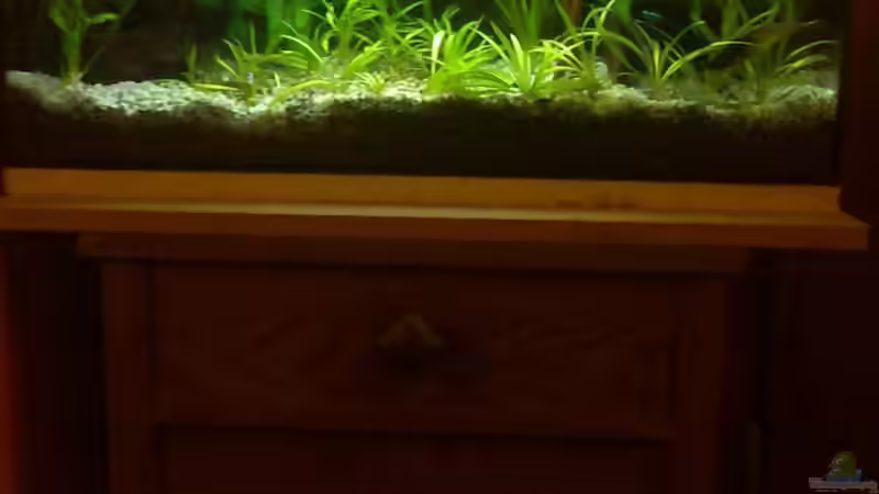 Aquarium Neon`s allein Zuhaus von Adi (3)