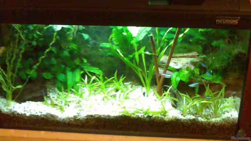 Aquarium Neon`s allein Zuhaus von Adi (4)