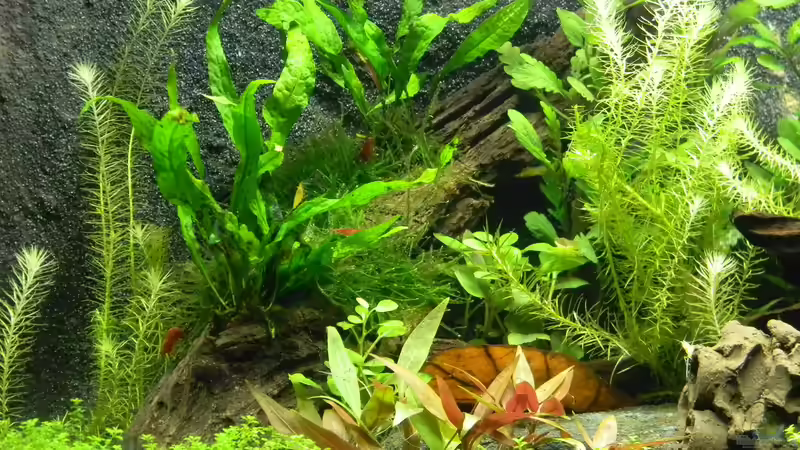 Aquarium Neo´s World Nur noch als Beispiel von Alfur (3)