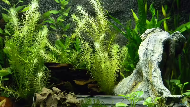 Aquarium Neo´s World Nur noch als Beispiel von Alfur (4)