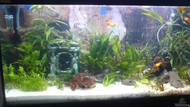 Aquarium neu eingeteilt mit neuem Sand Teil und Kies  von Oli (1)