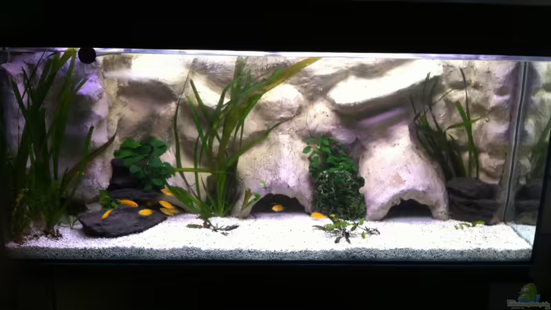 Aquarium Neu von Yejo (3)