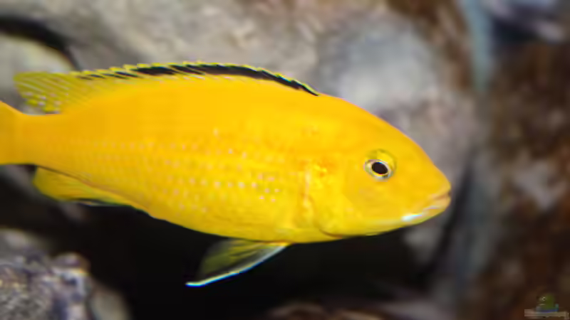 Aquarium neue Malawipfütze von Hörnchen (5) (51) (53) (54)