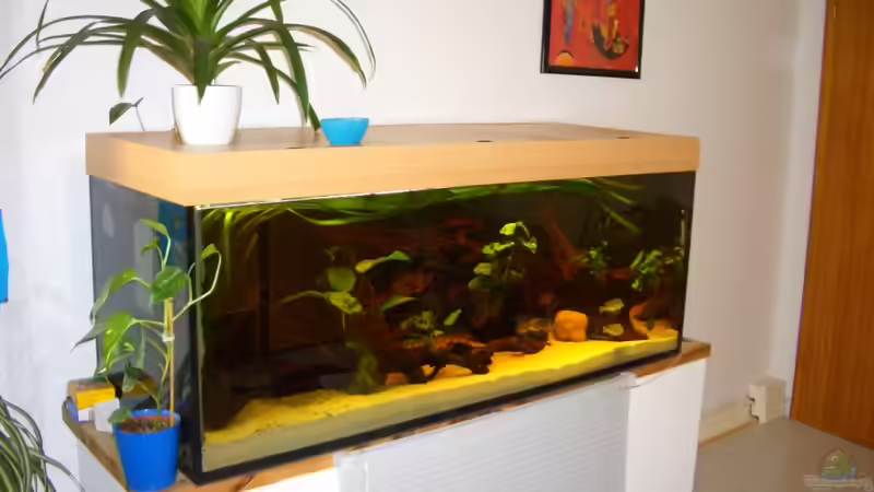 Aquarium Neue Welt von Knorpelfisch (11)