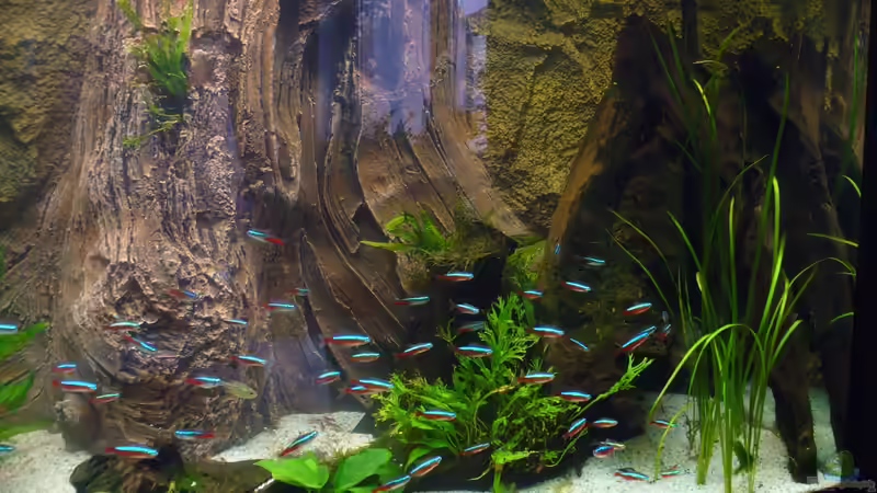 Aquarium Neueinrichtung nach Umzug von Randsteinwetzer (3)