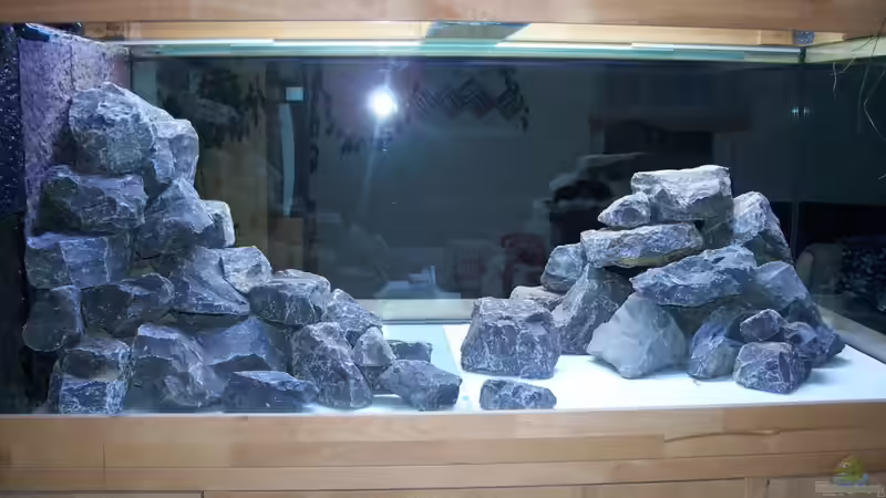 Aquarium Neueinrichtung Tanganjika von mattze (6)