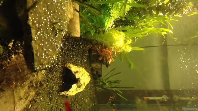 Aquarium Neues Becken von Andree84 (10)