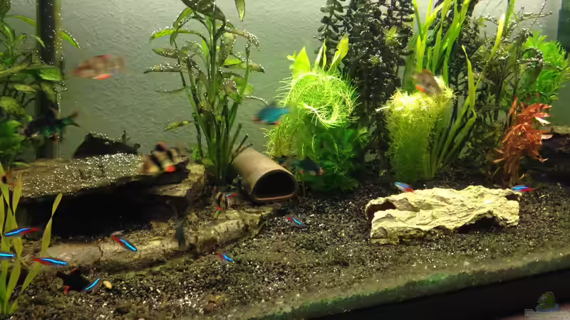 Aquarium Neues Becken von Andree84 (12)