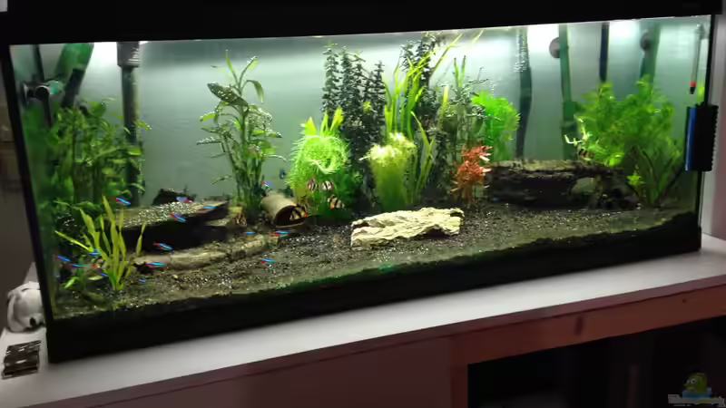 Aquarium Neues Becken von Andree84 (13)