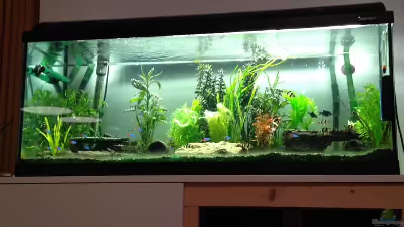 Aquarium Neues Becken von Andree84 (16)