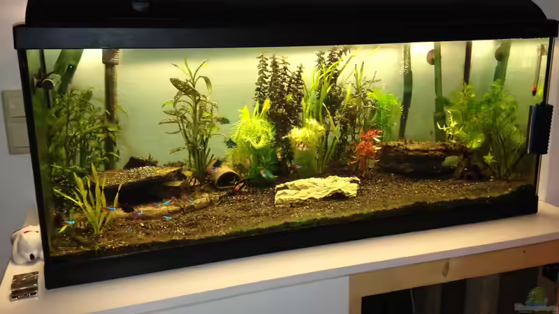 Aquarium Neues Becken von Andree84 (17)