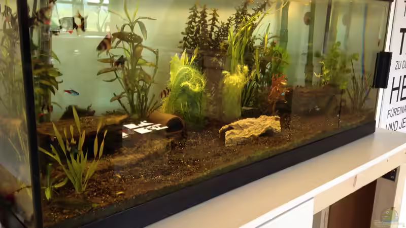 Aquarium Neues Becken von Andree84 (4)