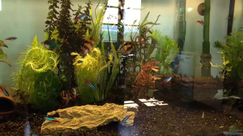 Aquarium Neues Becken von Andree84 (5)