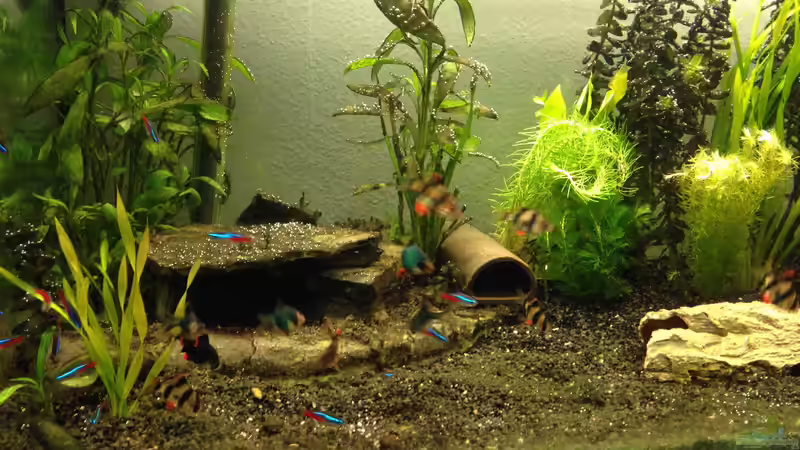 Aquarium Neues Becken von Andree84 (8)