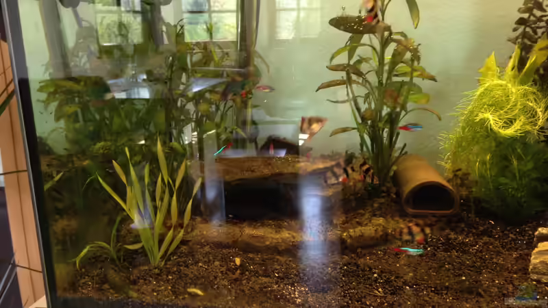 Aquarium Neues Becken von Andree84 (9)