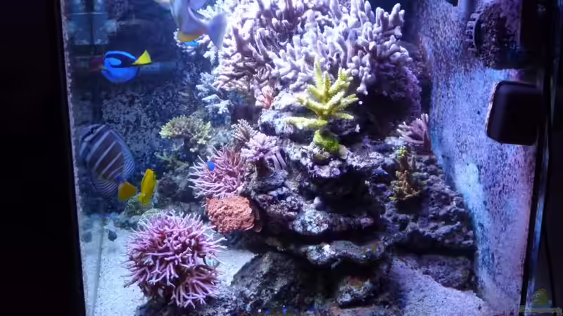 Aquarium Neues Becken von Madlen Gajda (3)
